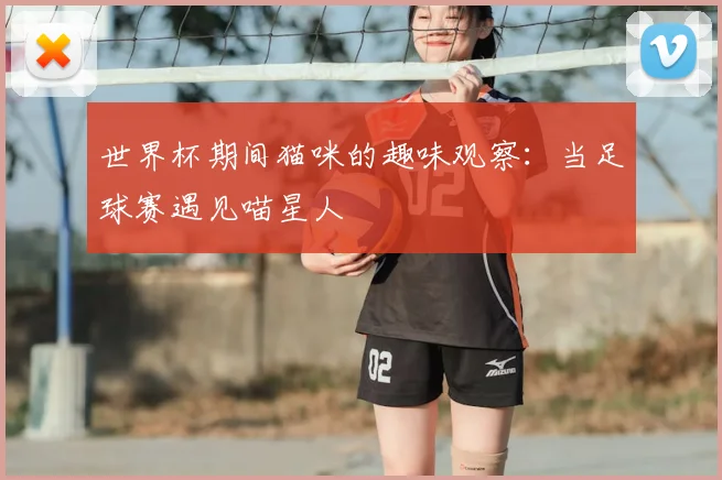 世界杯期间猫咪的趣味观察:当足球赛遇见喵星人
